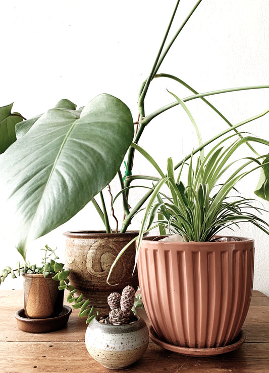 Spider Plant in Vintage NorCal Ceramic Tray Pot