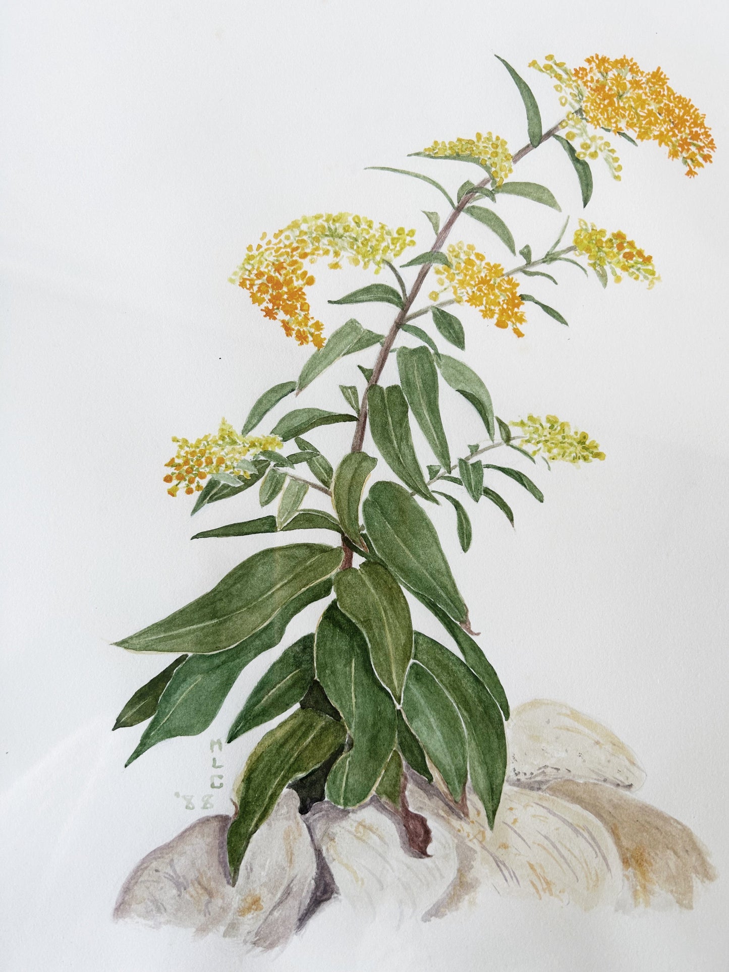 1980’s Original Watercolor Painting Goldenrod