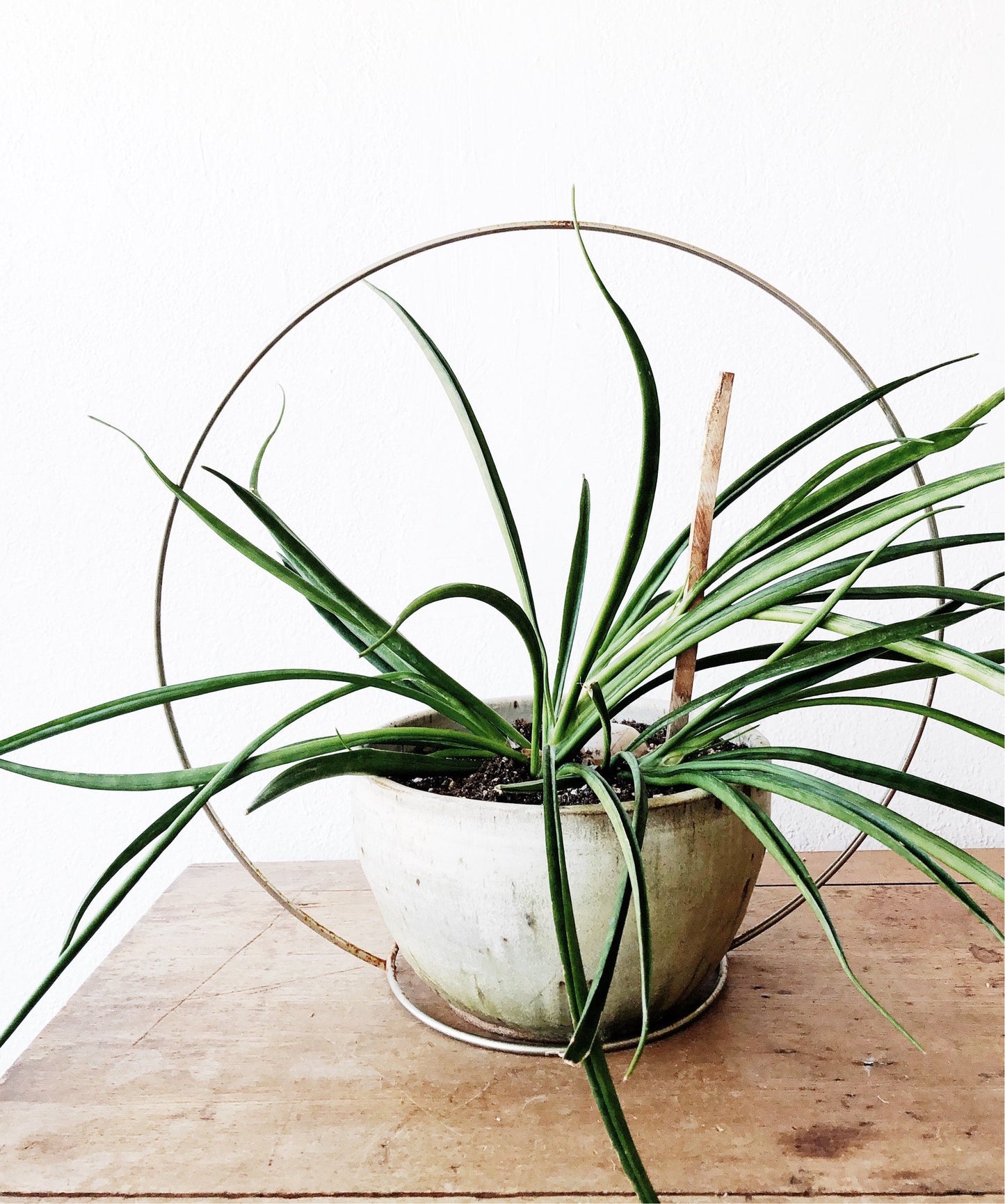Vintage Minimal Chrome Circle Planter