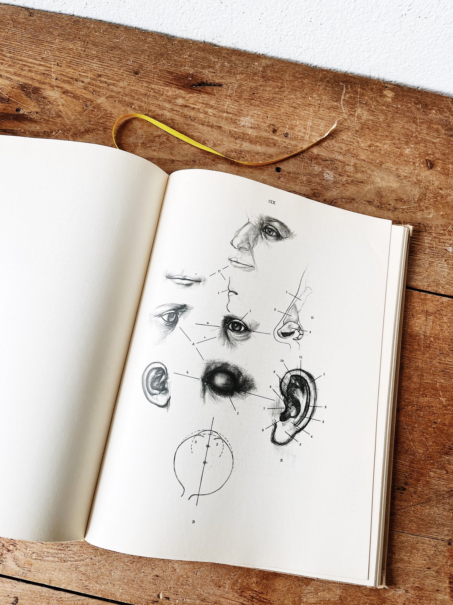 Mid Century Anatomy for the Artist Book