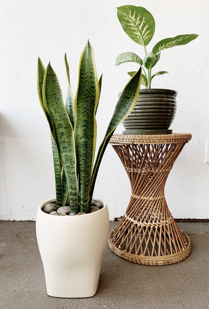 Large Potted Sansevieria
