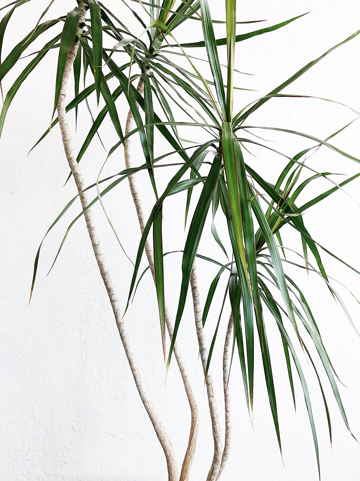 Large Dracaena Palm