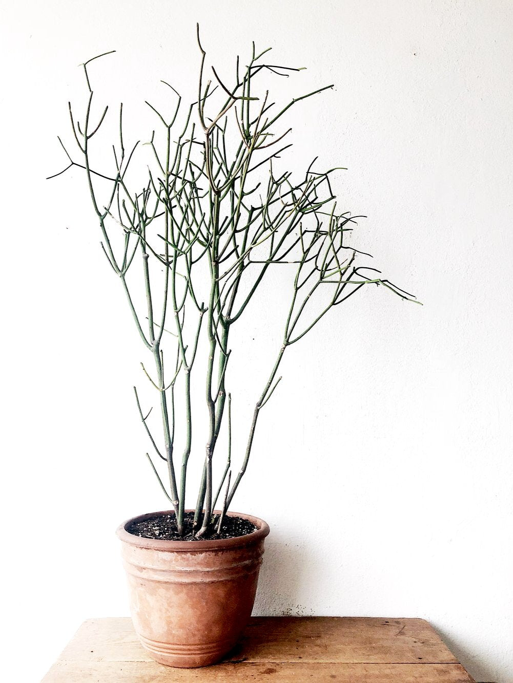 Euphorbia Tirucalli in Terra Cotta