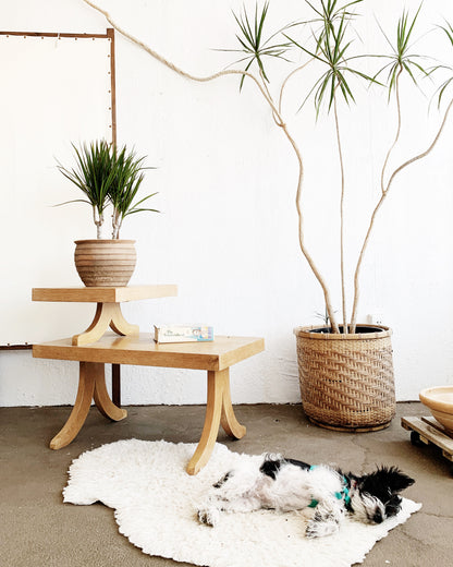 Mid Sized Potted Dracaena