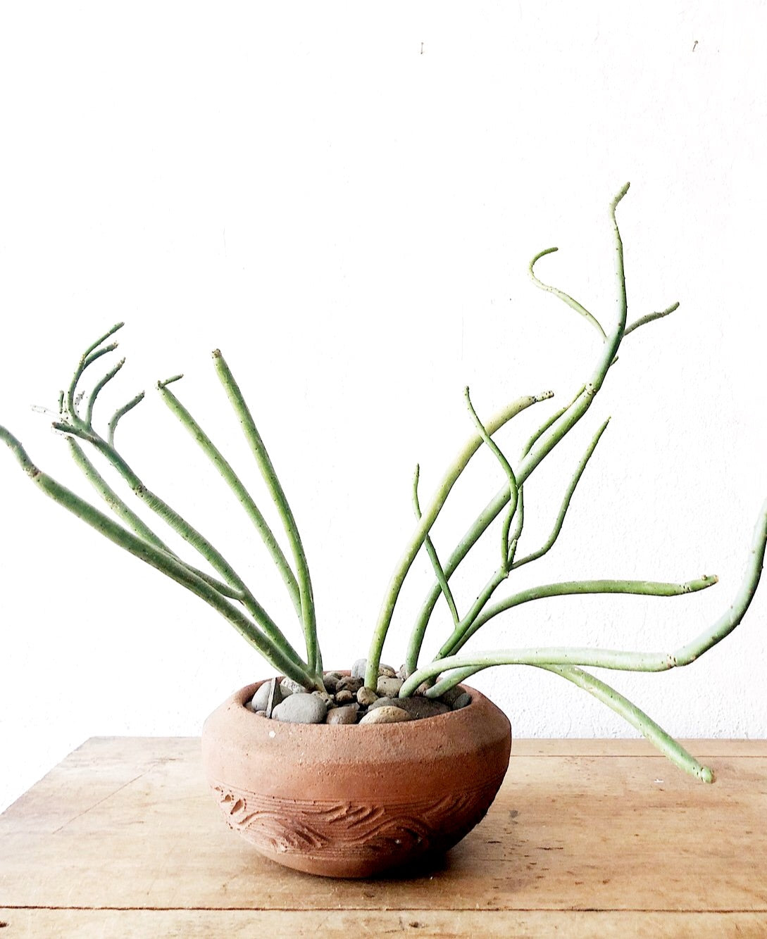 Euphorbia Tirucalli in Terra Cotta