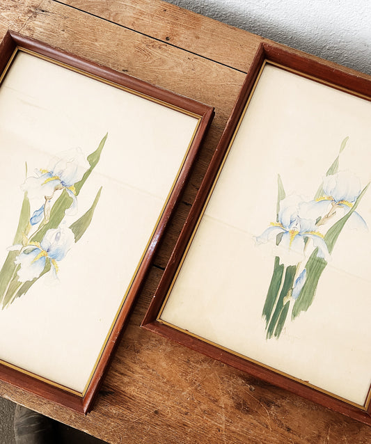 Vintage Iris Watercolor Painting