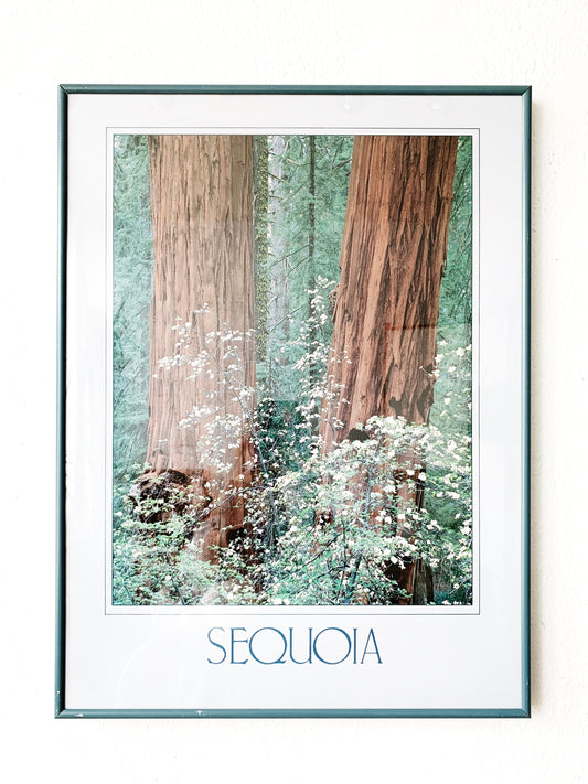 Vintage Sequoia Framed Poster