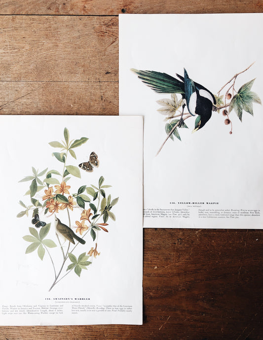 Pair of Audubon Prints