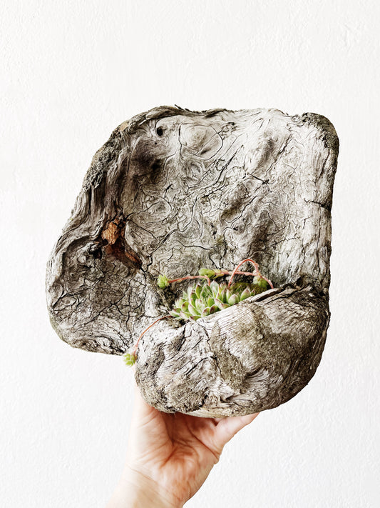 Burl Wood Planter