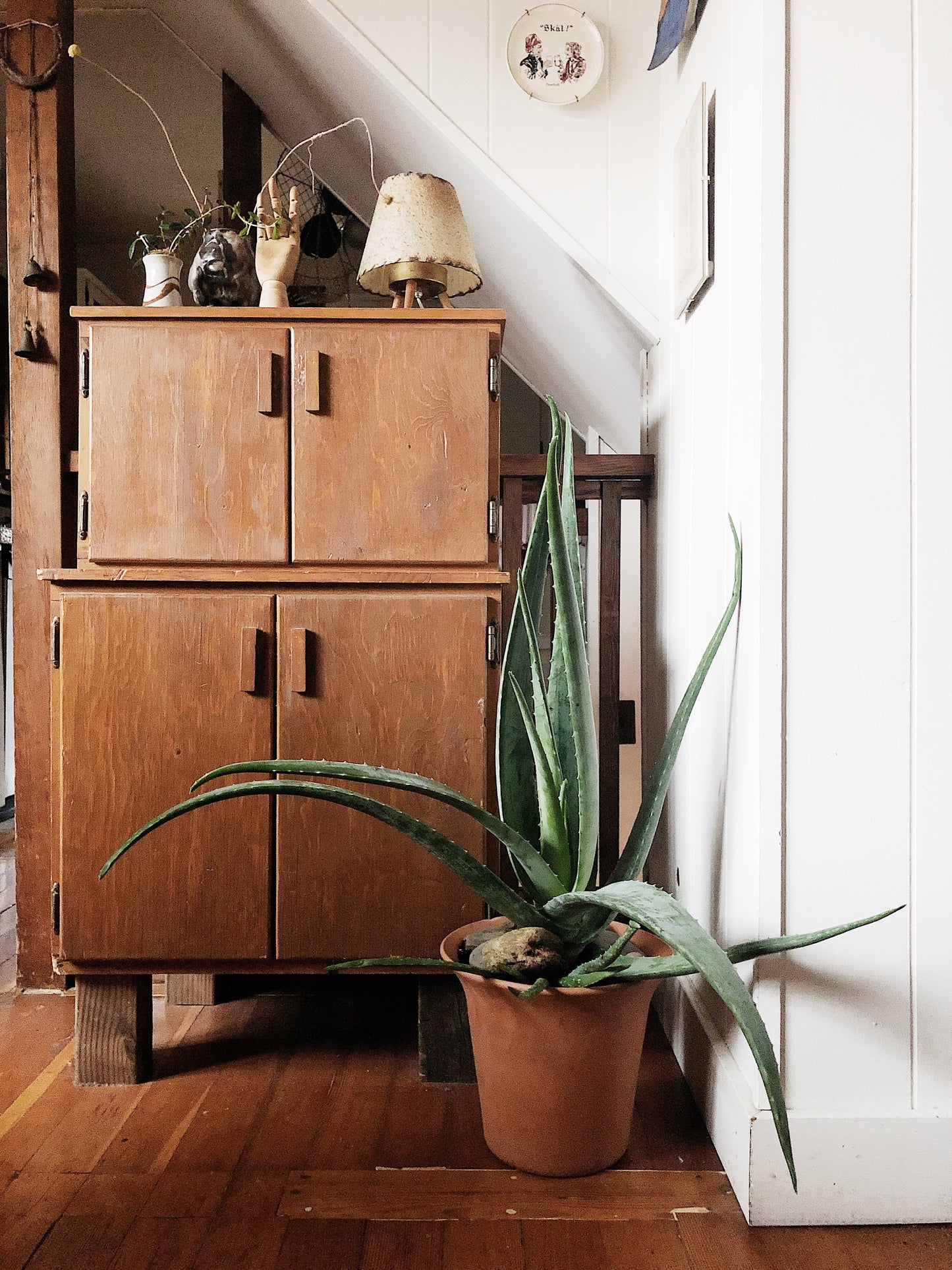 Large Aloe Vera in Terra Cotta