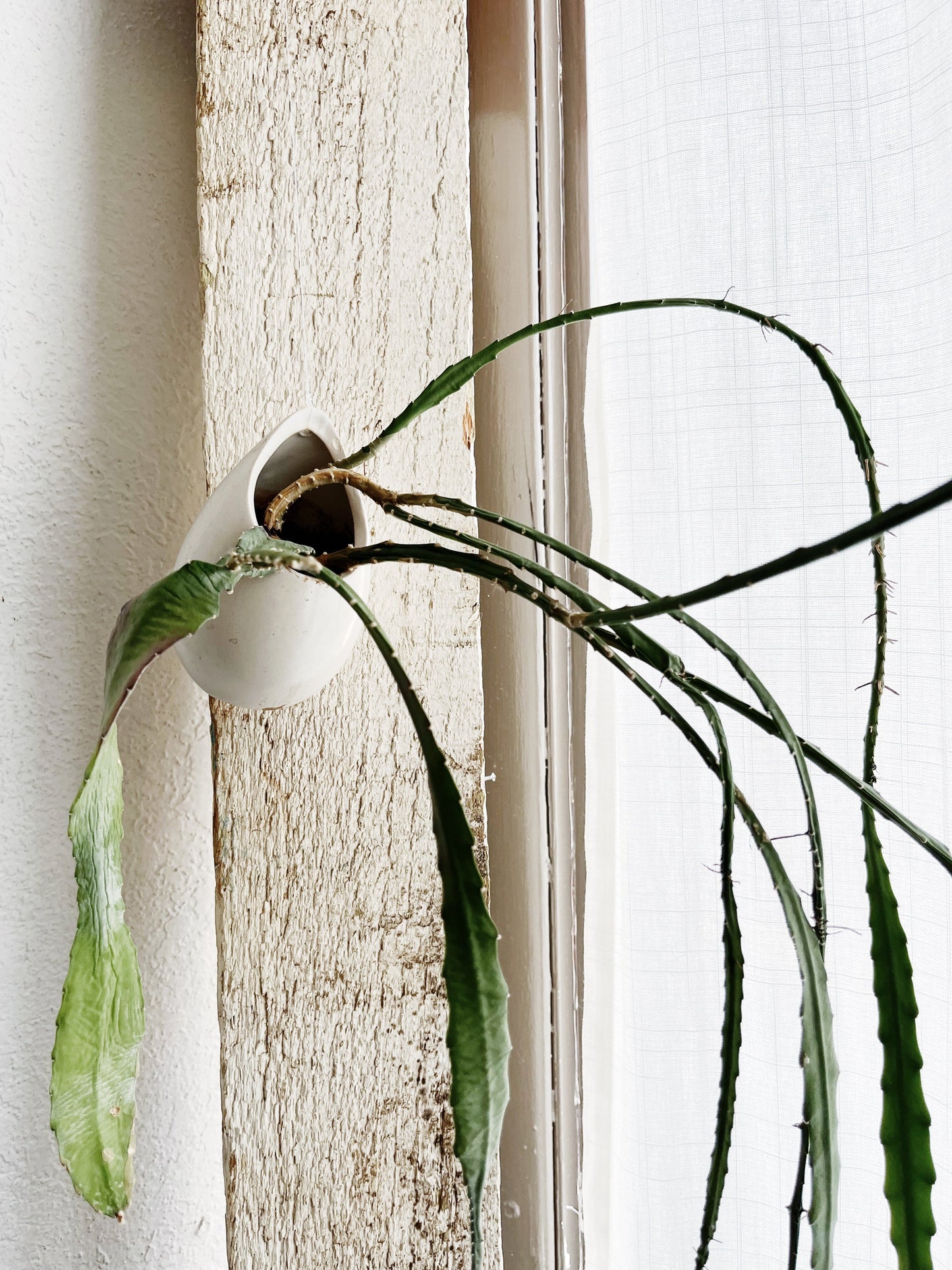 Epiphyllum in Hanging Ceramic