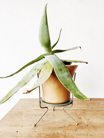 MCM Plant Stand