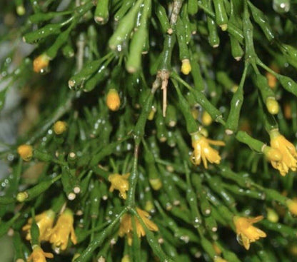 Large Potted Hatiora Salicornioides