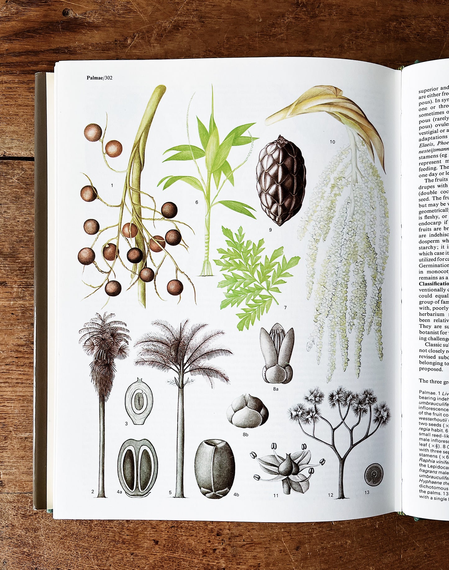 Flowering Plants of the World 1977