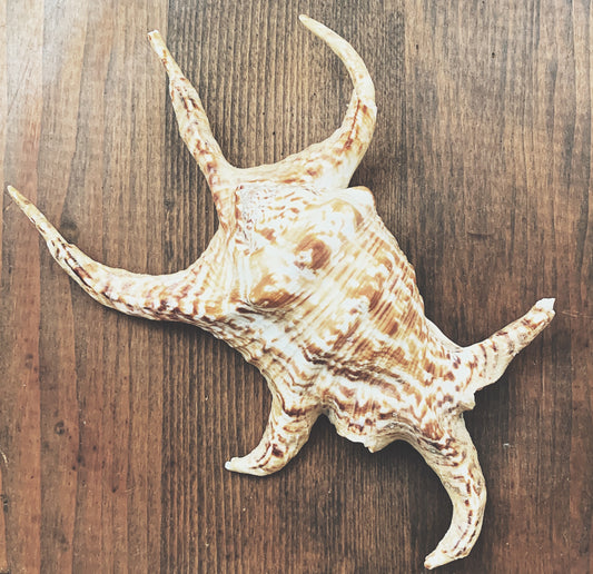 Natural Conch Sea Shell