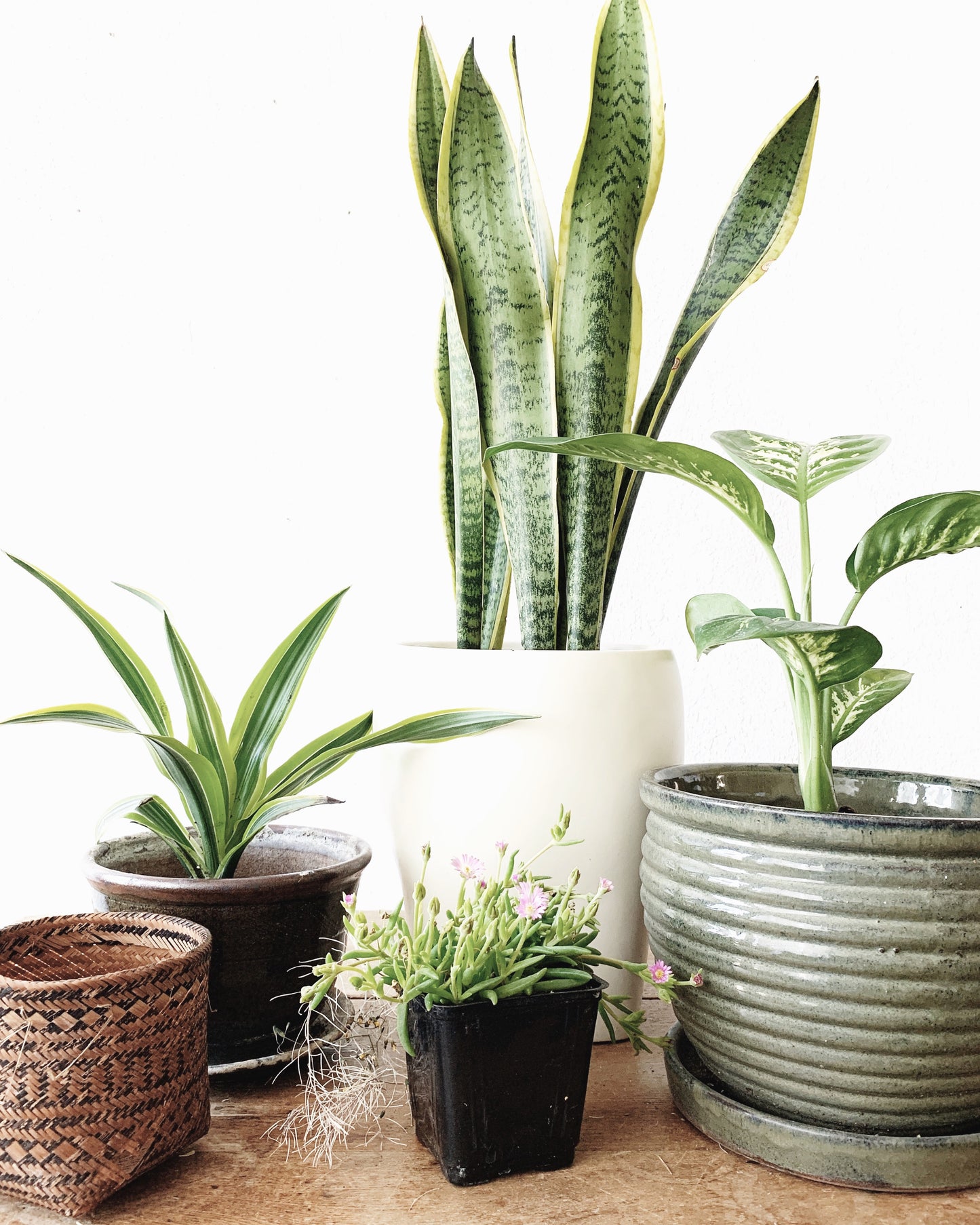 Large Potted Sansevieria