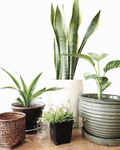 Large Potted Sansevieria