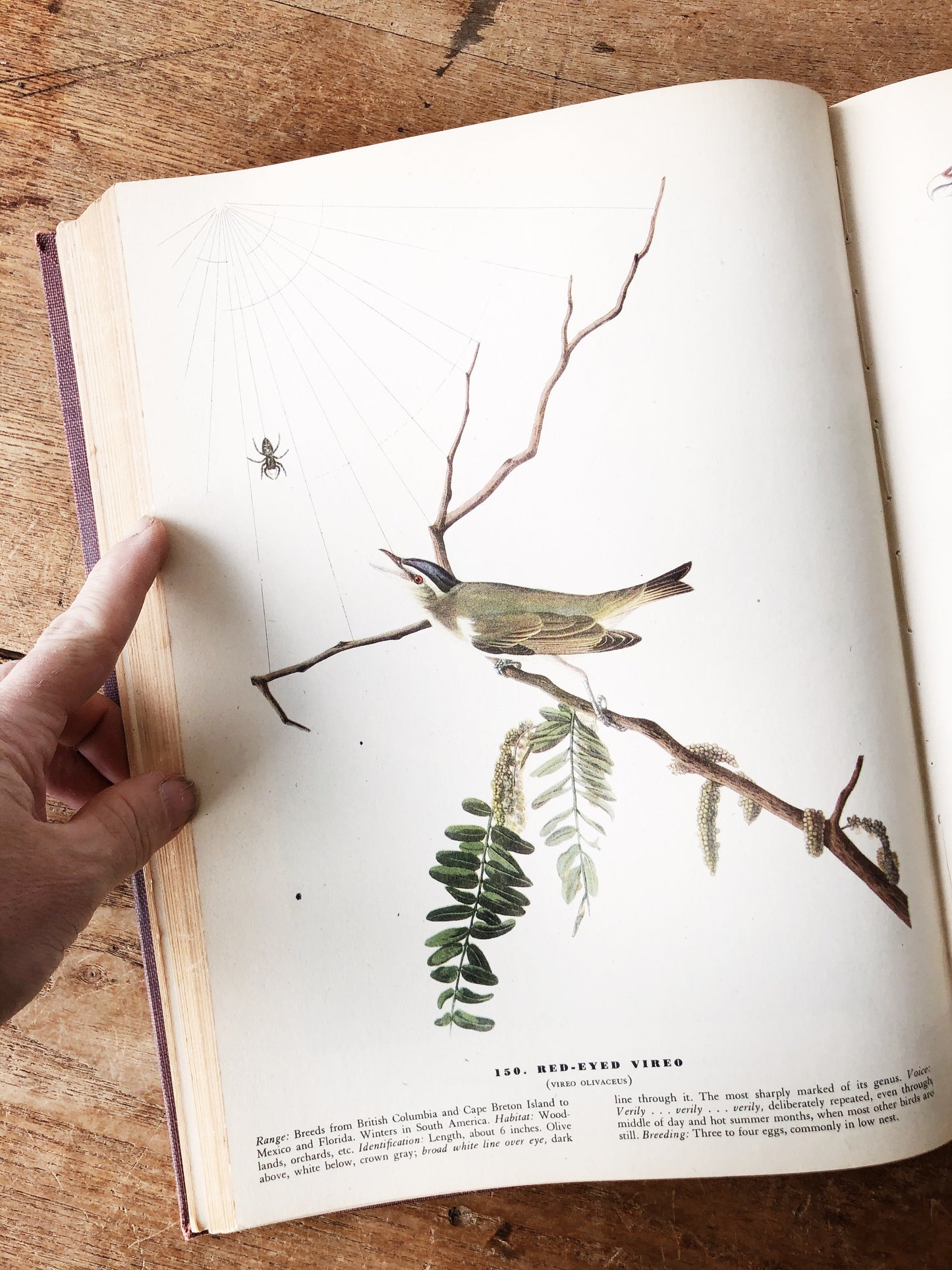1940s The Birds of America by John Audubon