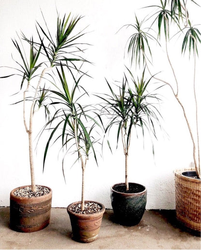 Potted Dracaena Palm