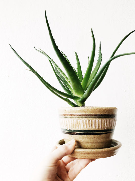 Aloe Arborescens in Vintage Clay