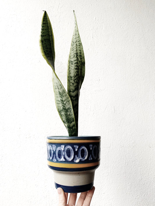 Potted Sansevieria