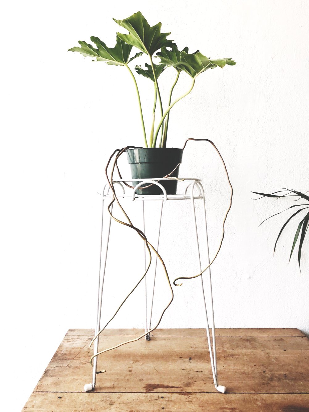 Vintage Tripod Plant Stand - Thumbnail 5