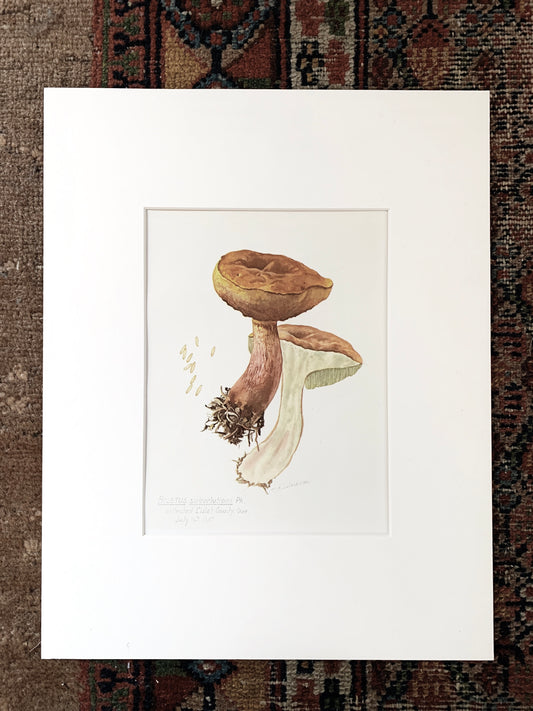 Boletus Subvelutipes Vintage Matted Print