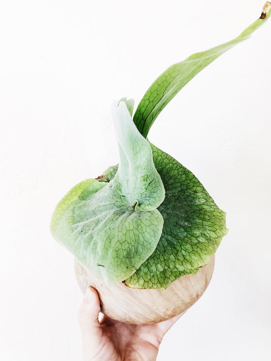 Platycerium in Vintage Wood Planter