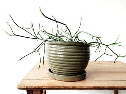 Larger Sized Potted Walking Stick Cactus