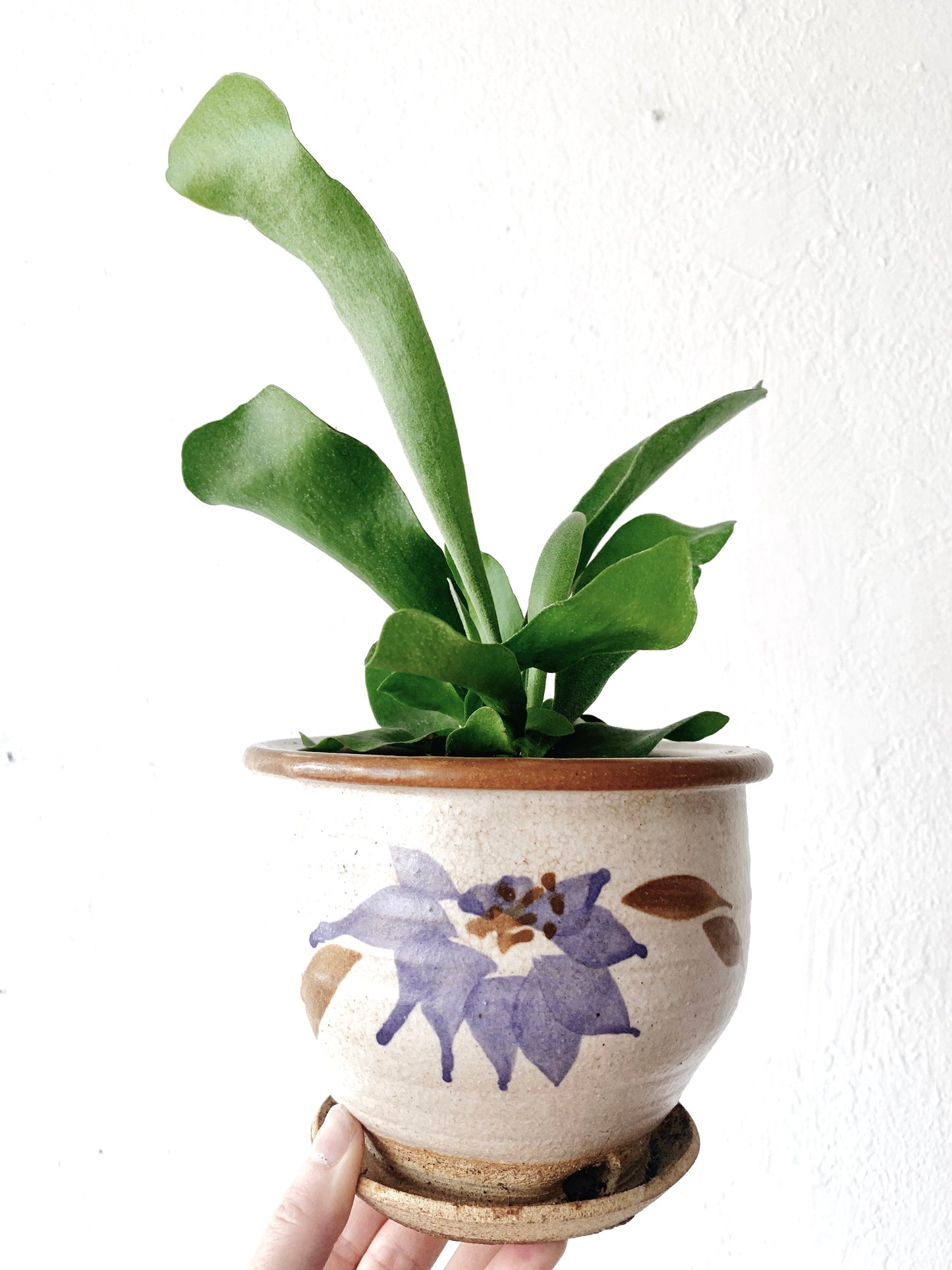 Staghorn Fern in Vintage Pot