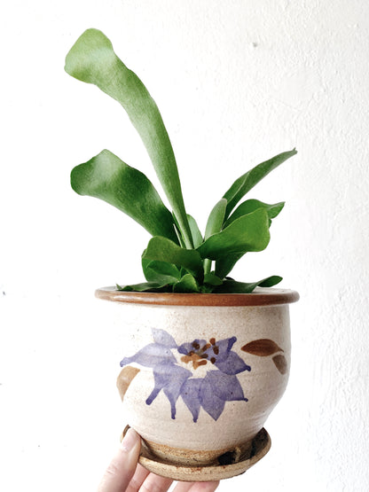 Staghorn Fern in Vintage Pot