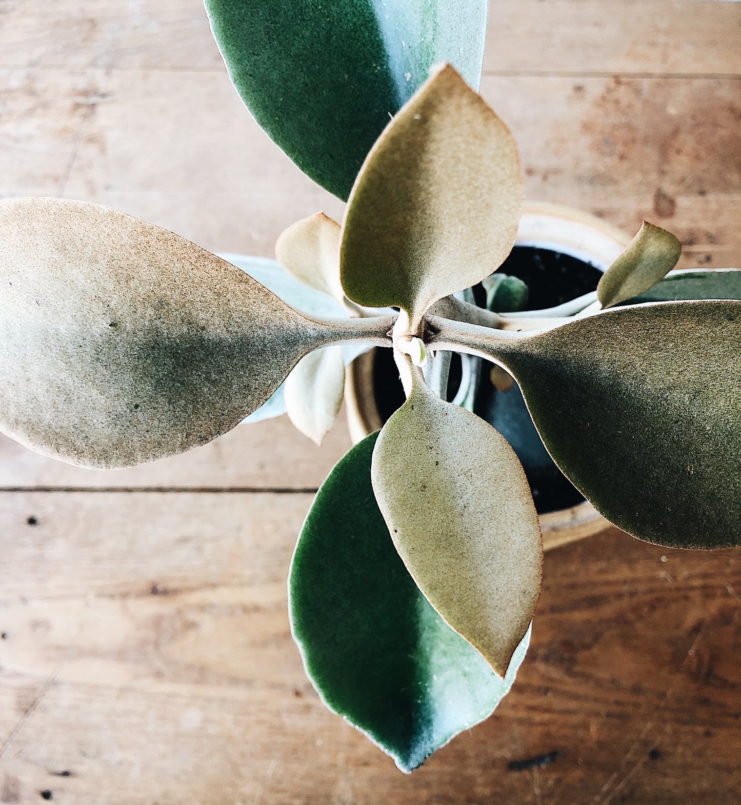 Large Kalanchoe Plant Potted in Vintage