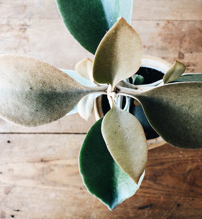 Large Kalanchoe Plant Potted in Vintage