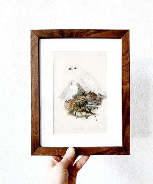 Antique Natural History Framed Print