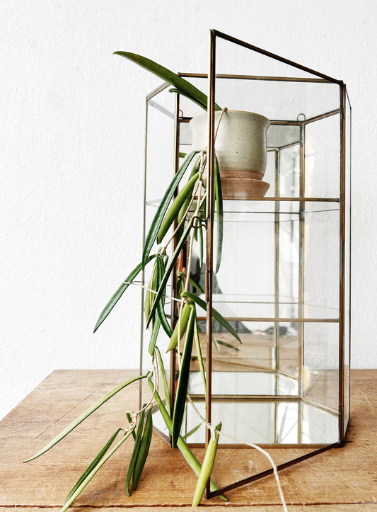 Glass Display Case