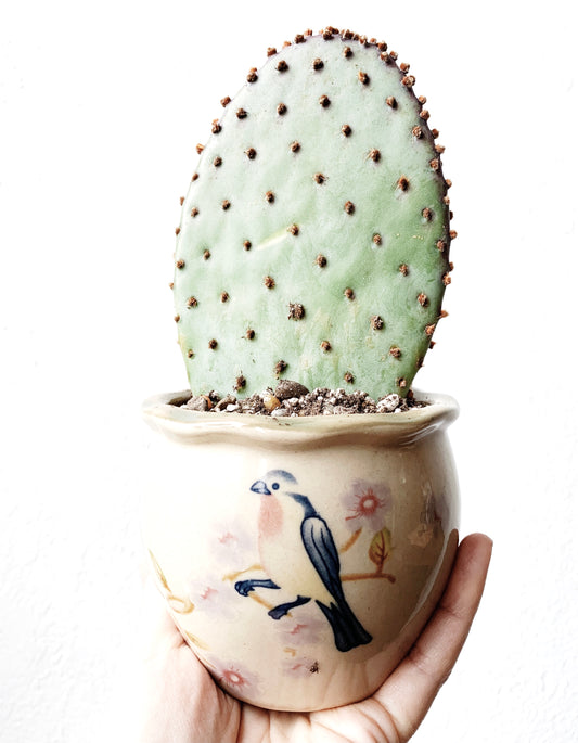 Prickly Pear Paddle Cactus in Vintage Ceramic Pot
