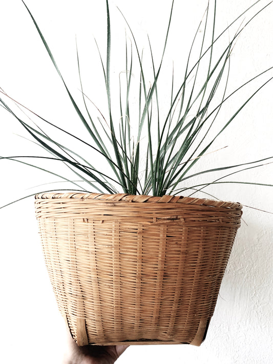 Vintage Plant Basket
