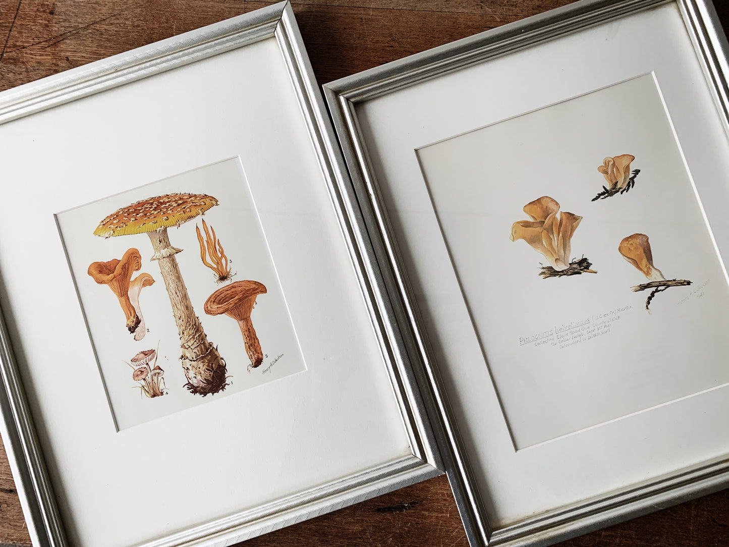 Vintage Matted Framed Mushroom Prints