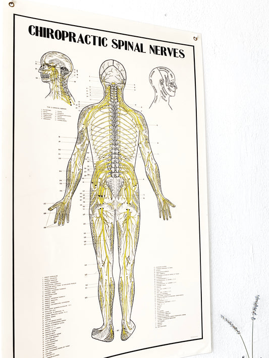 Chiropractic Spinal Nerves Laminated Poster c1980