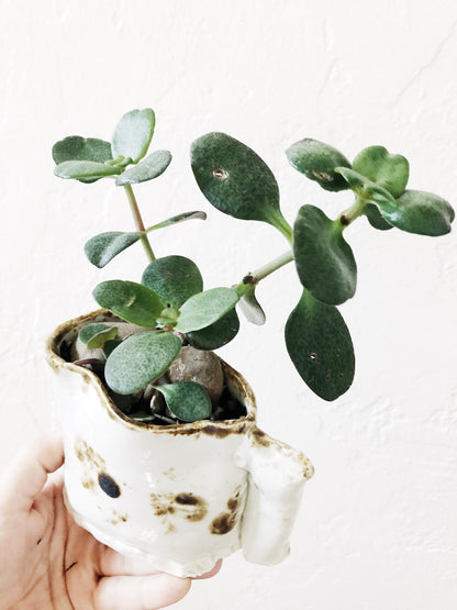 Succulent in Vintage Pottery
