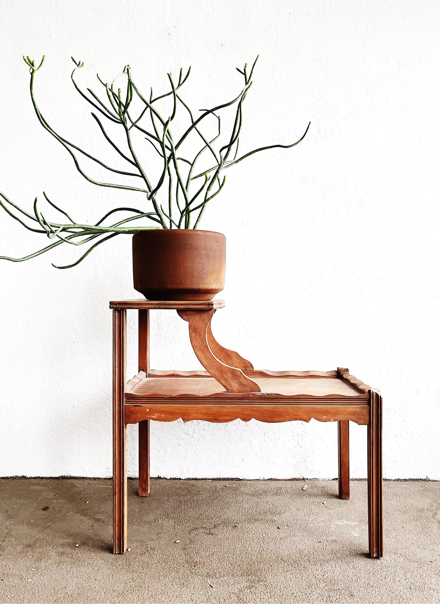 Large Euphorbia Tirucalli in Terra Cotta