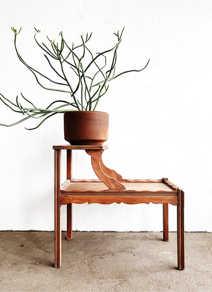 Large Euphorbia Tirucalli in Terra Cotta