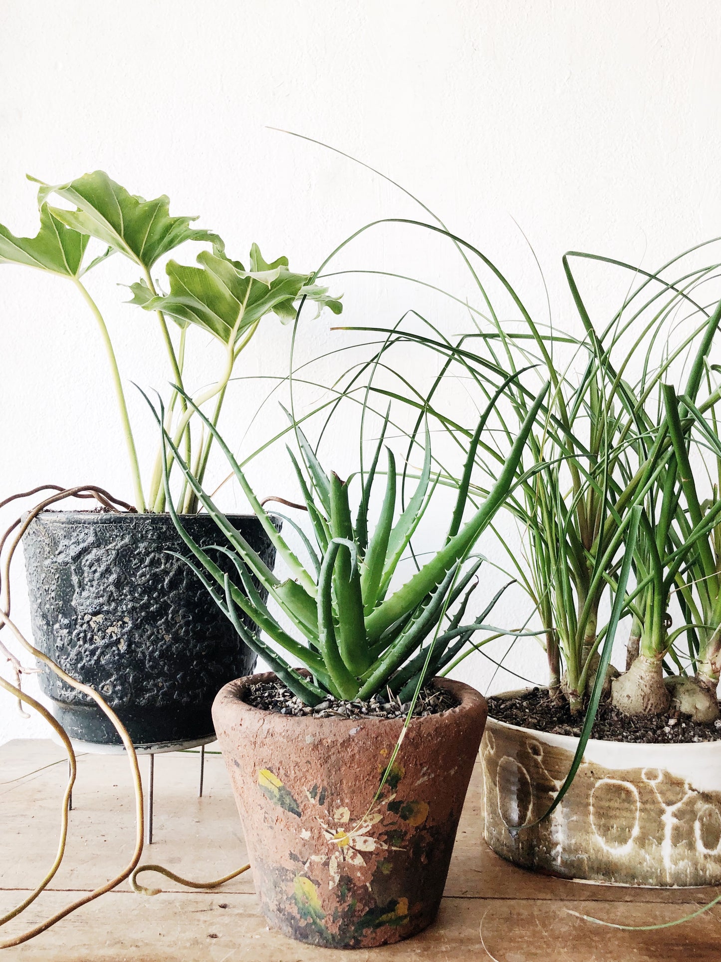 Philodendron Selloum in MCM Pot