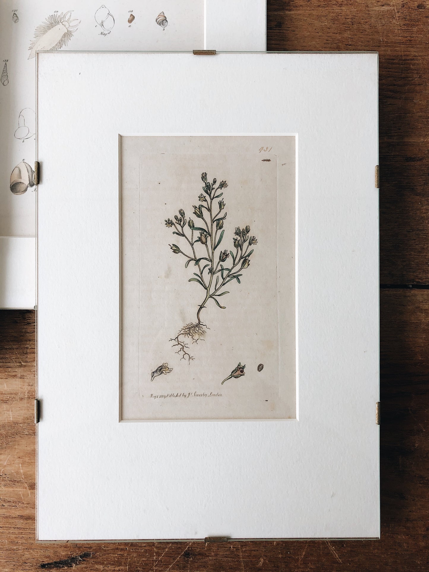 Antique 1800s Framed Bookplate