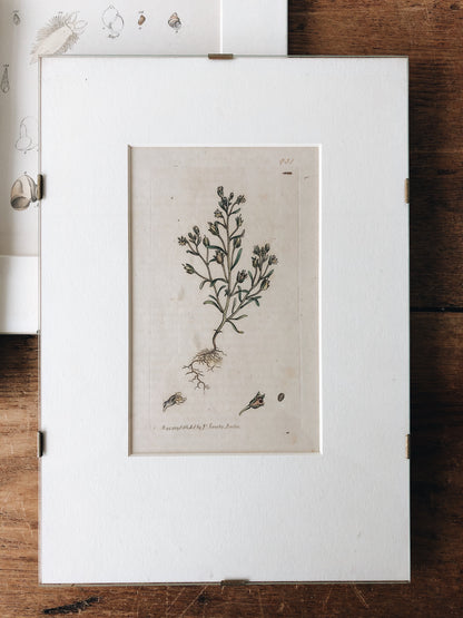 Antique 1800s Framed Bookplate