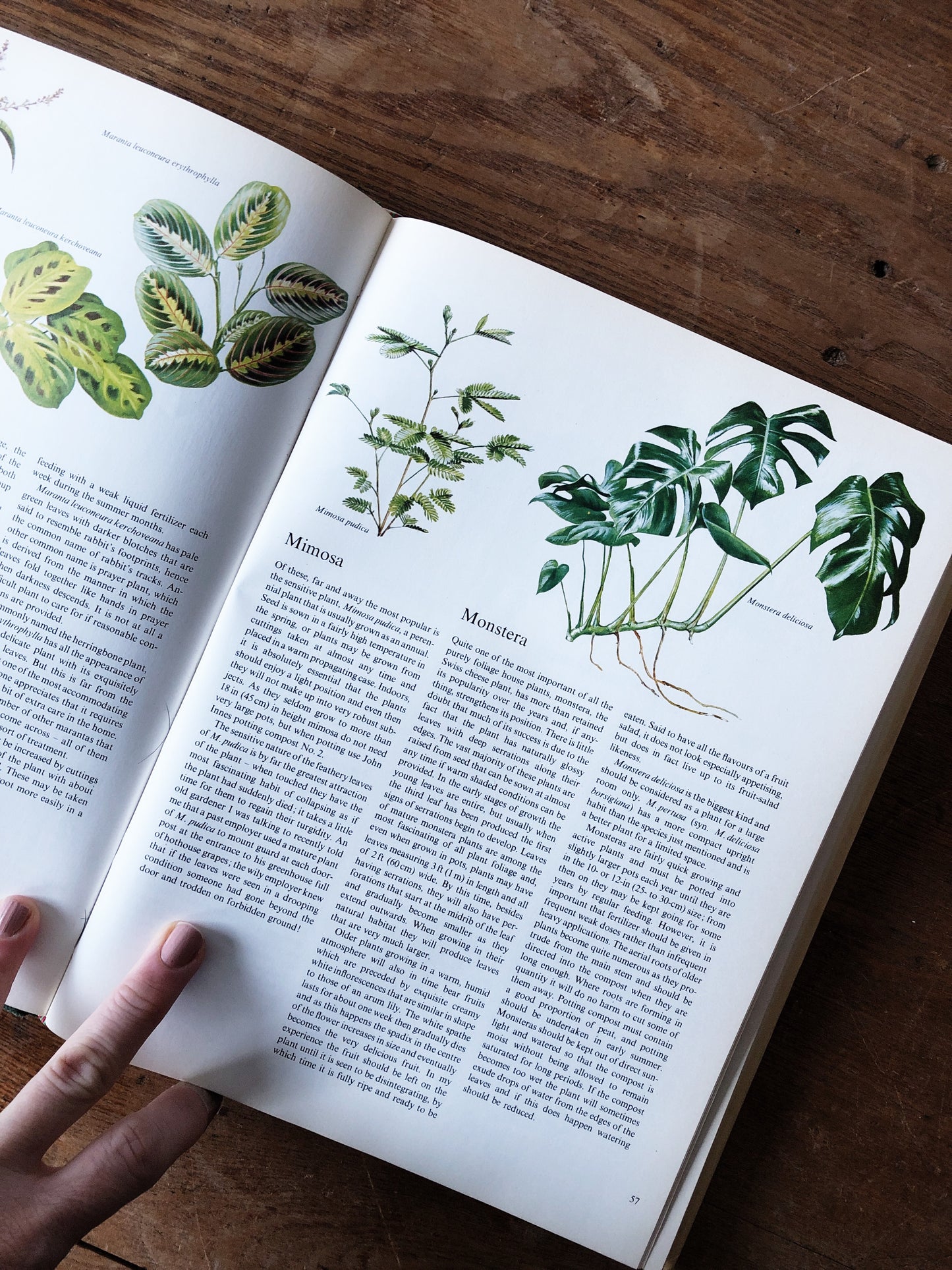 Vintage Houseplant and Cacti Book