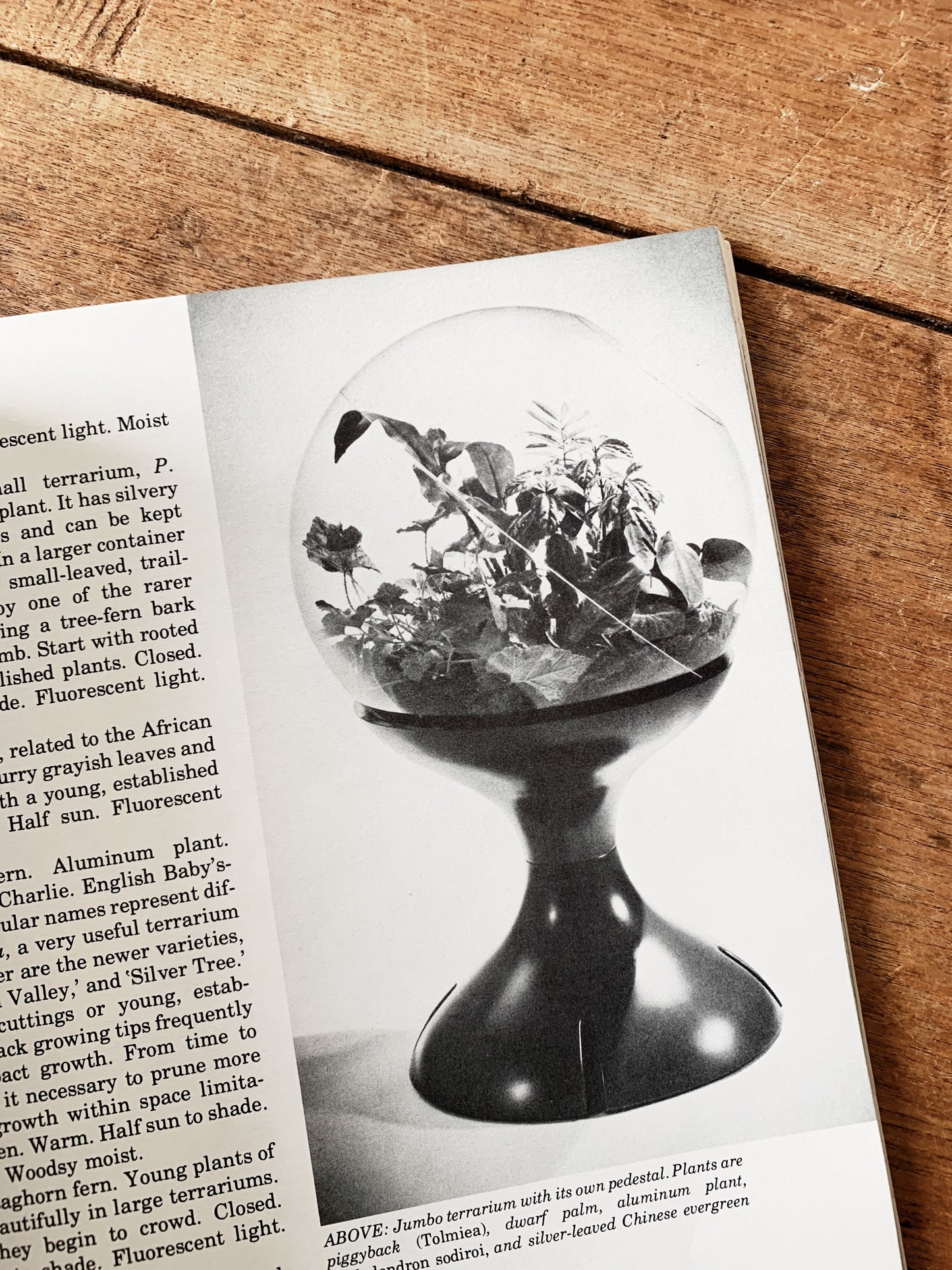 Wood and Glass Terrarium With Vintage Book