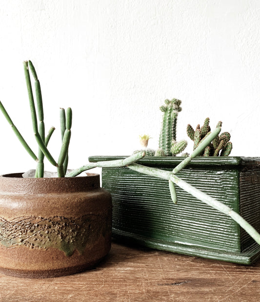 Cactus Planted in Vintage Pottery