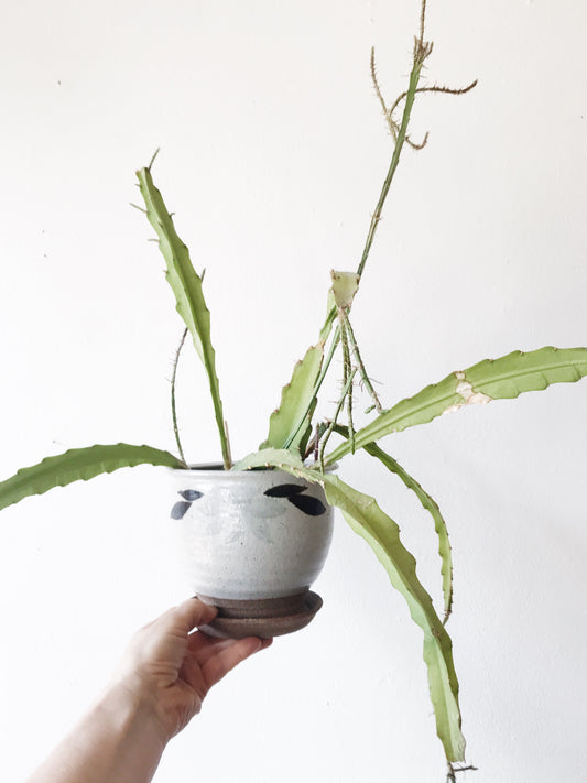 Epiphylum Cactus in Vintage Stoneware