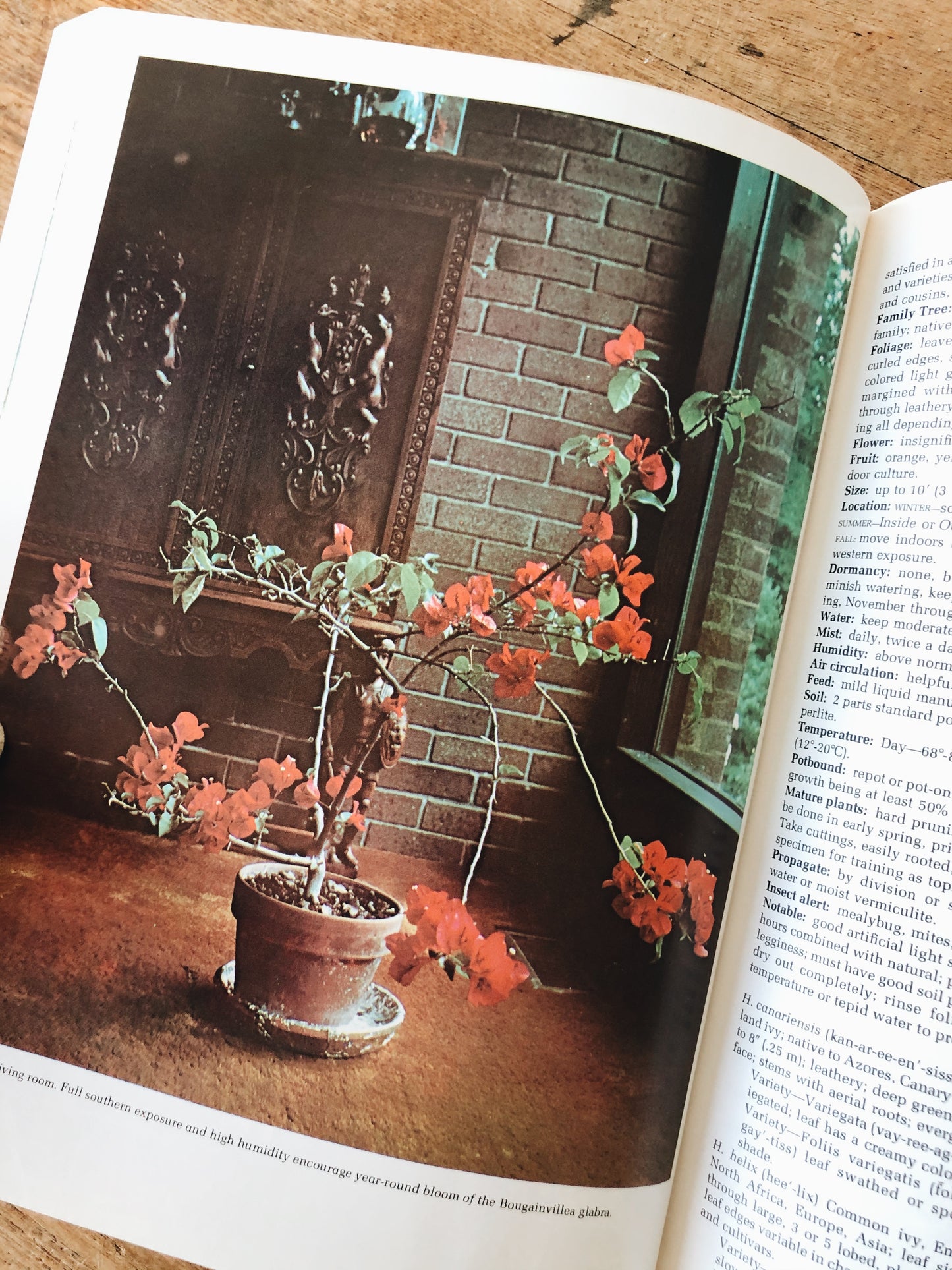 Vintage Houseplant Book